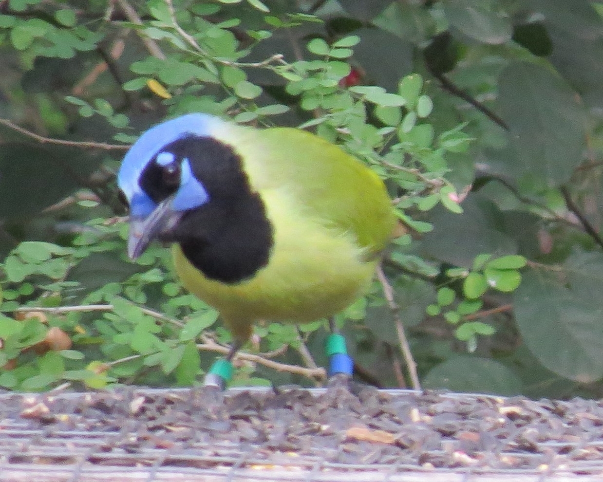 Reporting Bird Bands