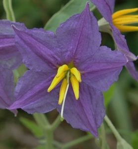 nightshade westervelt infamous nightshades naturalist