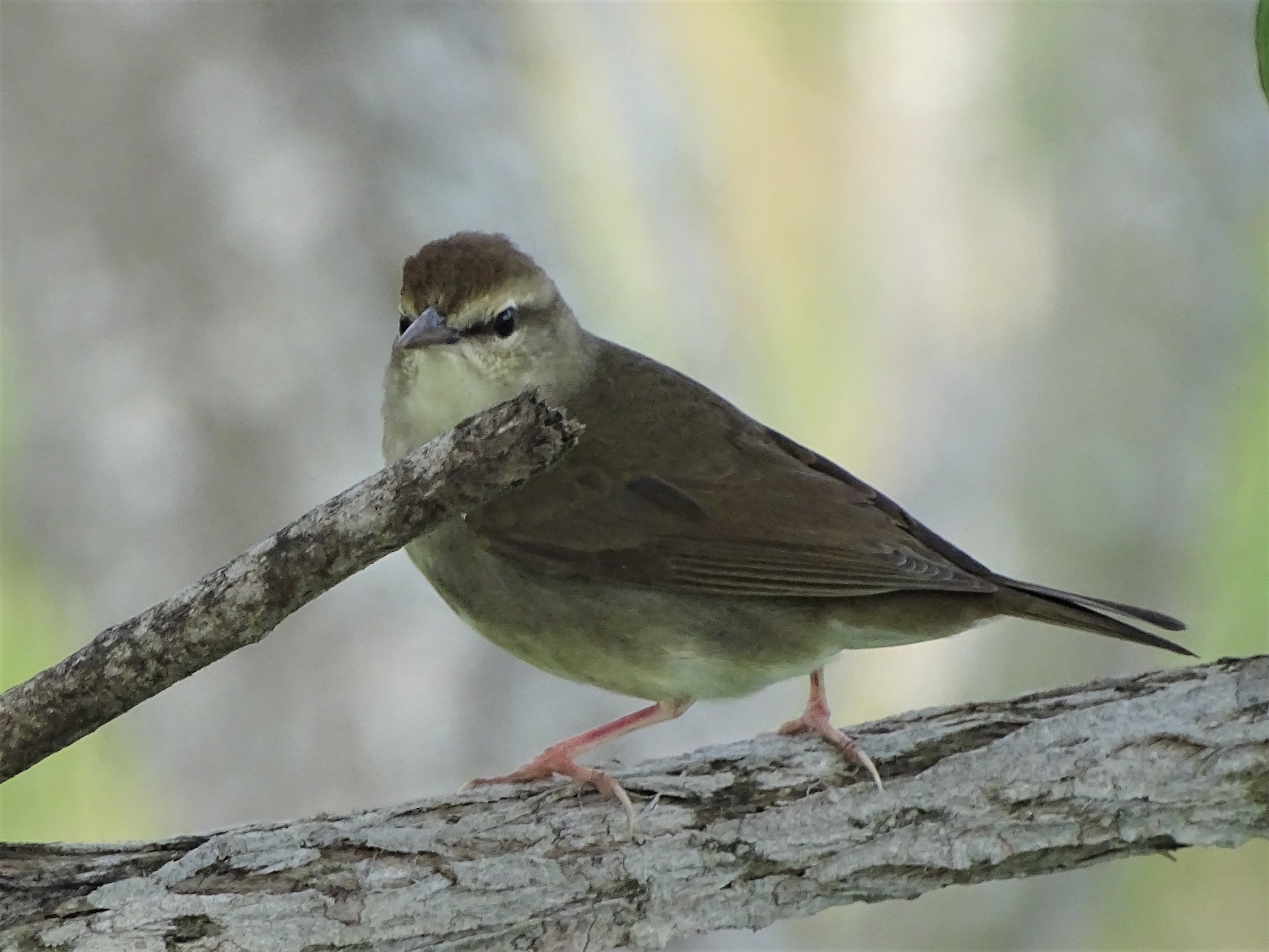 The Newbies Tackle the Great Texas Birding Classic