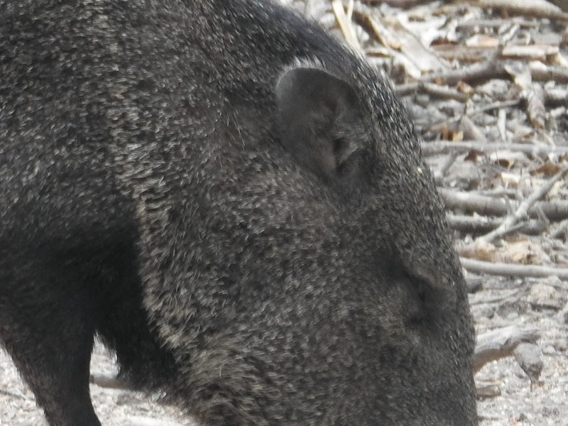 amogus by Capybaramaster