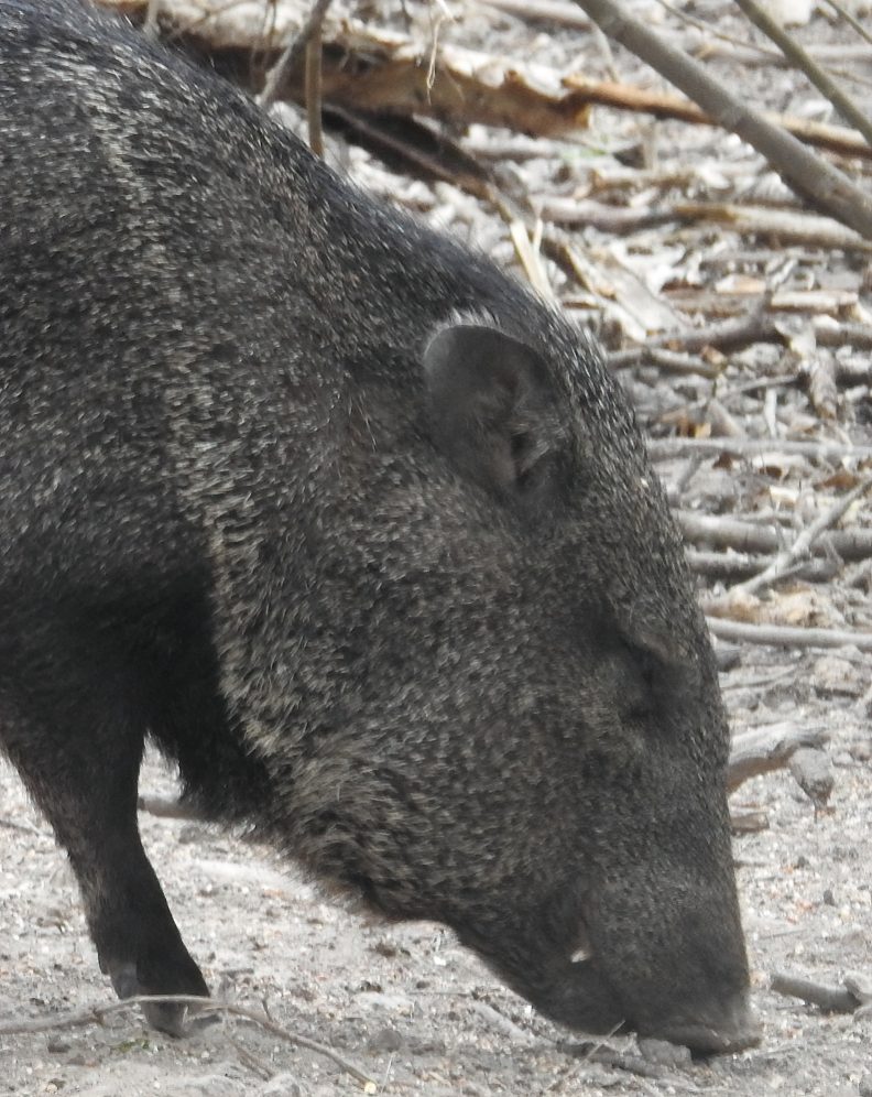 Our Native Javelinas