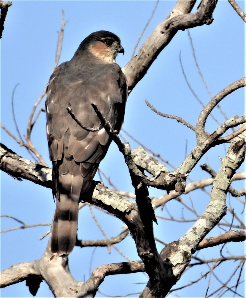 NETN Species Spotlight - Sharp-shinned Hawk (U.S. National Park