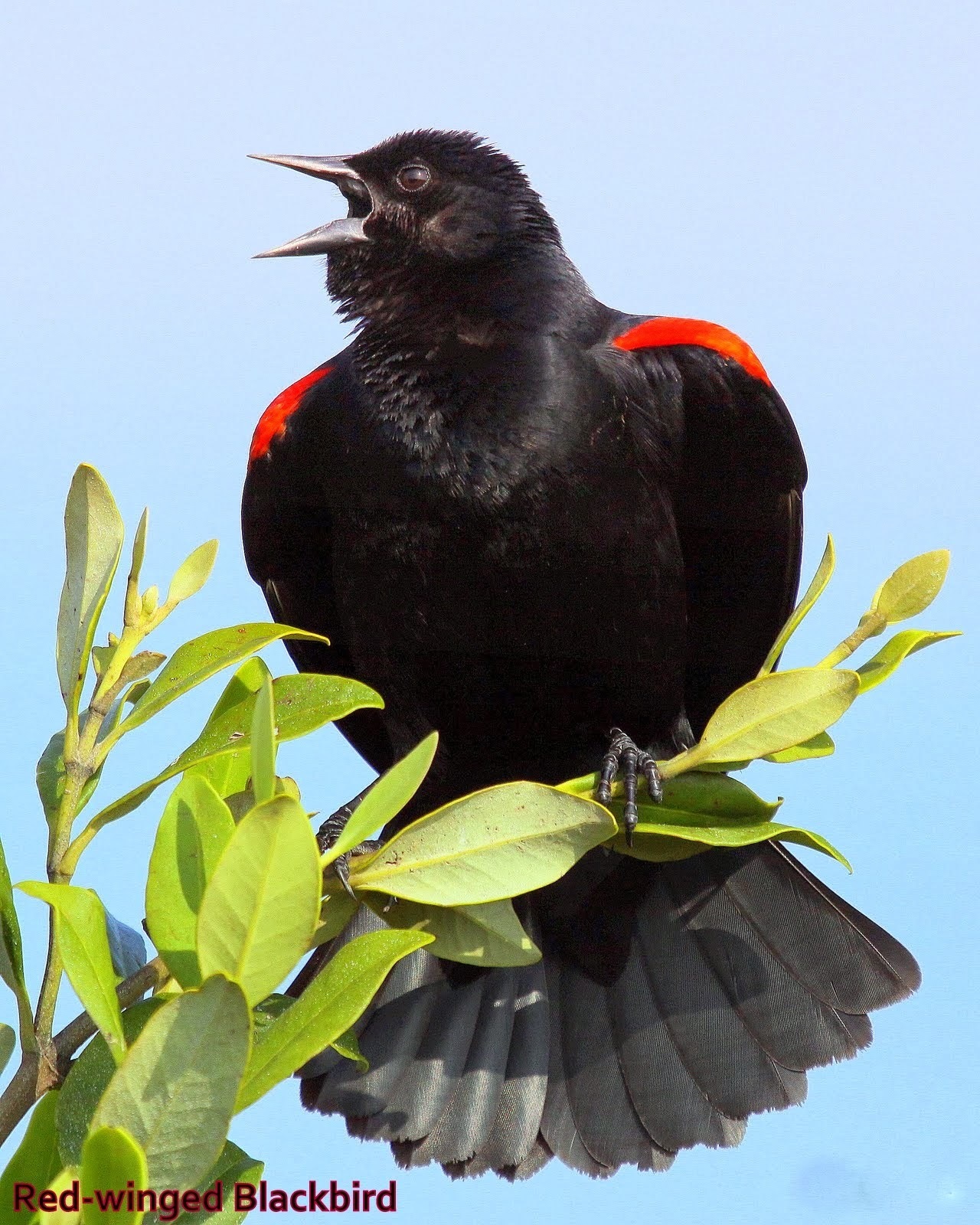 Red-winged Blackbird (Chuck Lorenz)