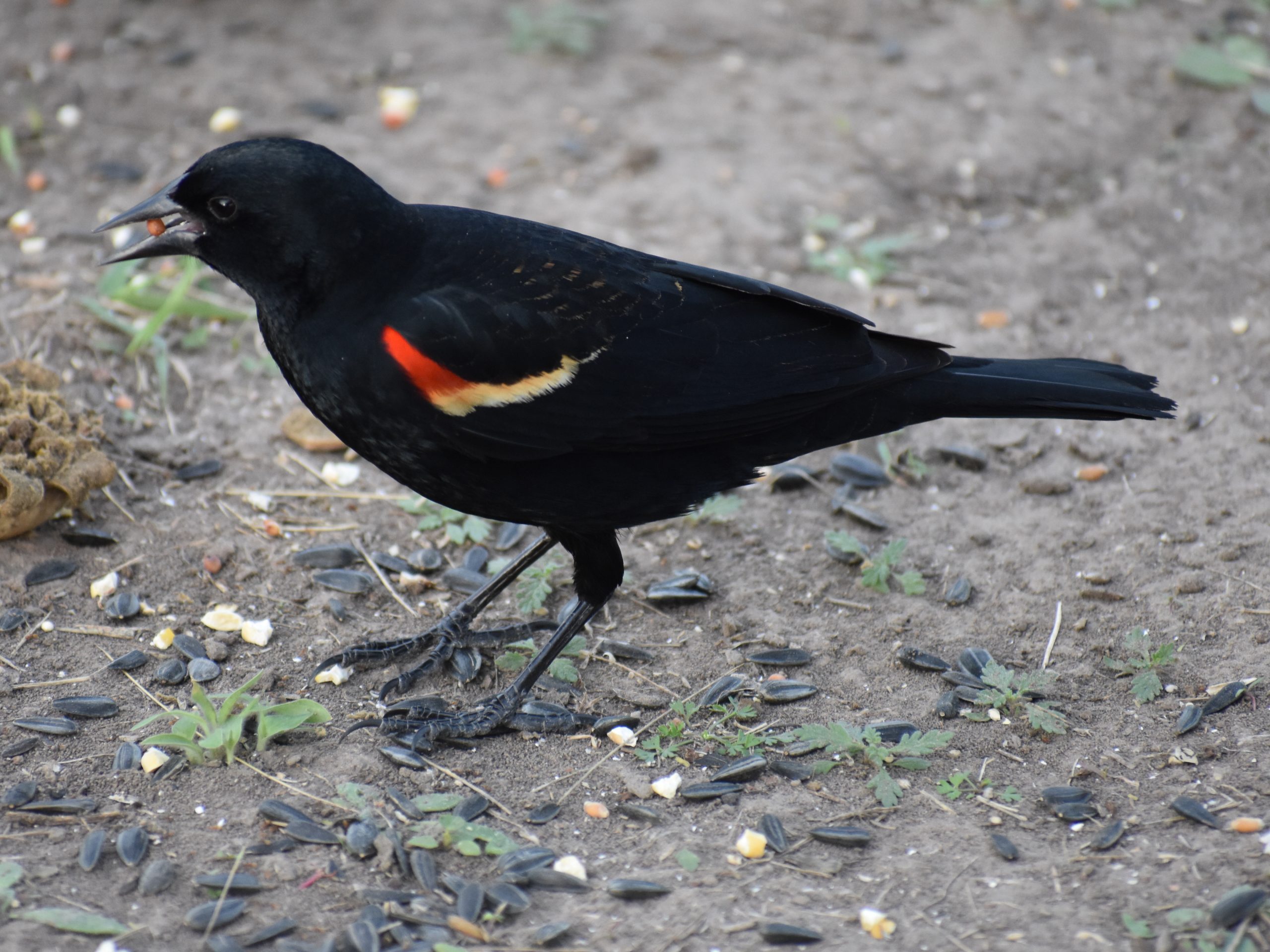 Red-Winged Blackbirds