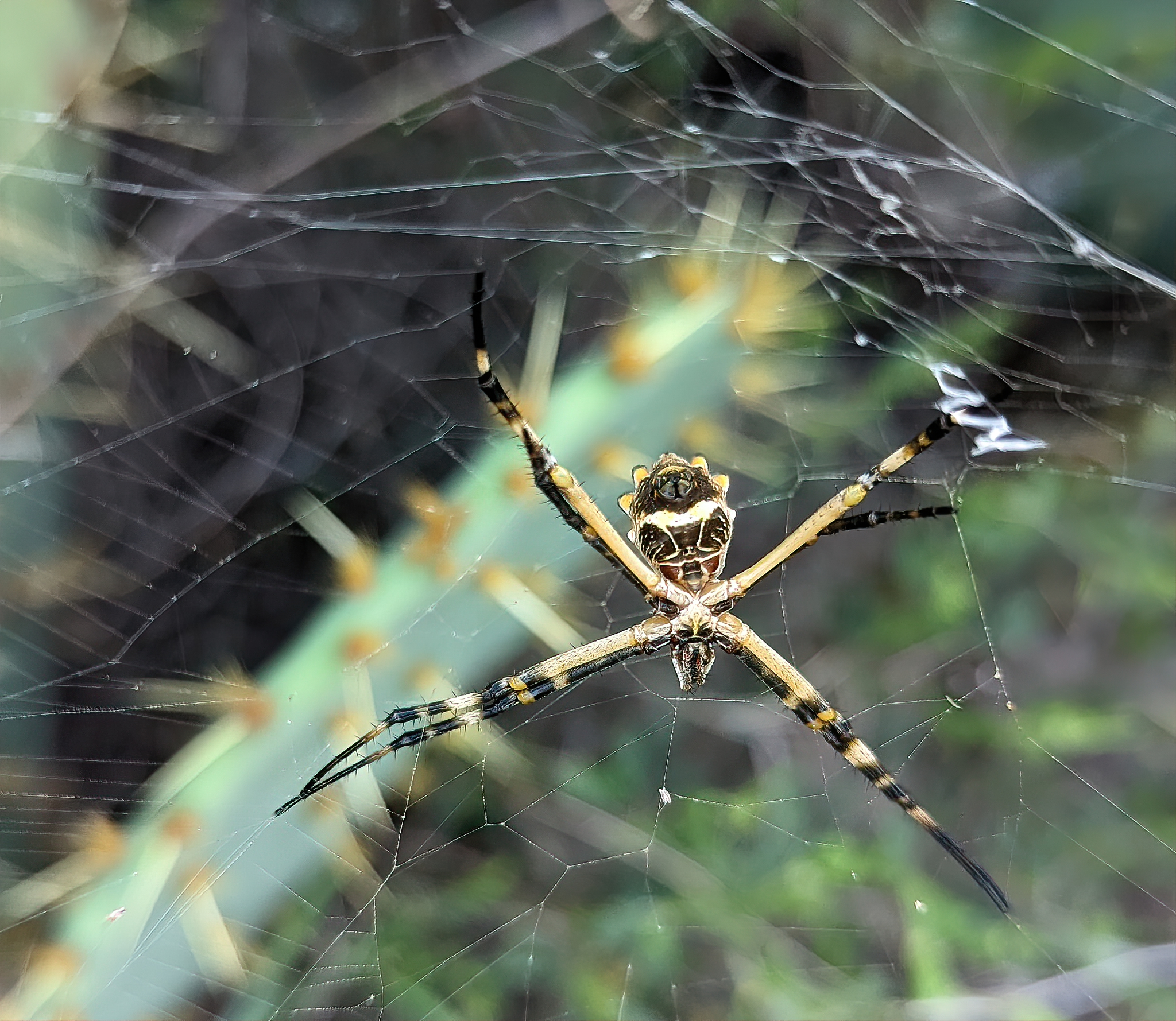 Silver Garden Spider, a Decorative Creature