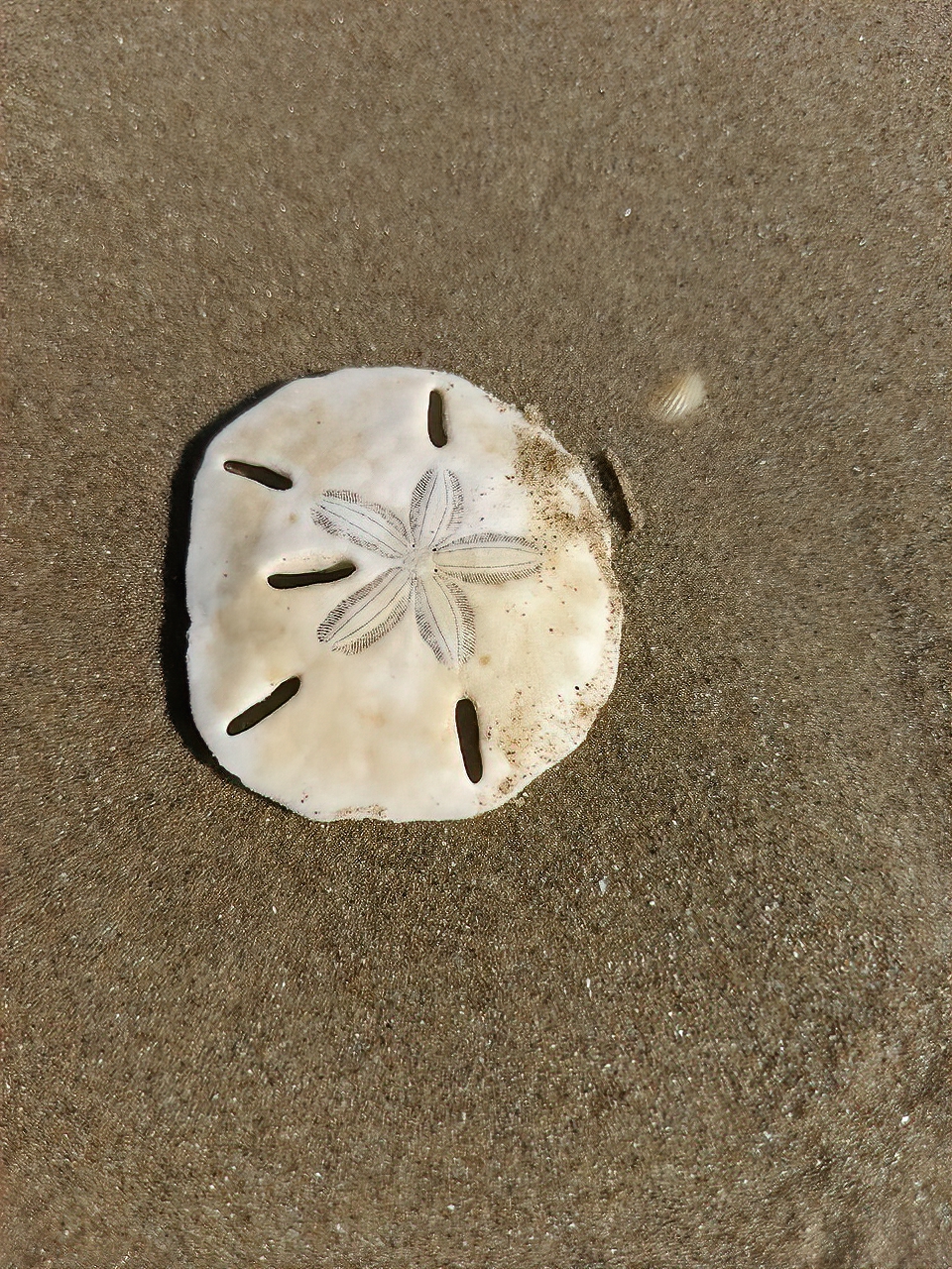 Our Local Sand Dollar – Rio Grande Valley Chapter Texas Master Naturalist