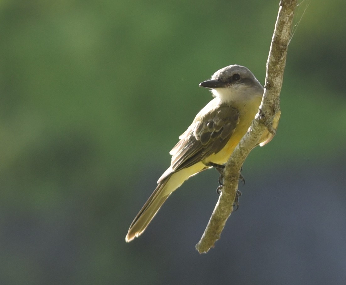 A brief look at a South Texas specialty bird – Couch’s Kingbird