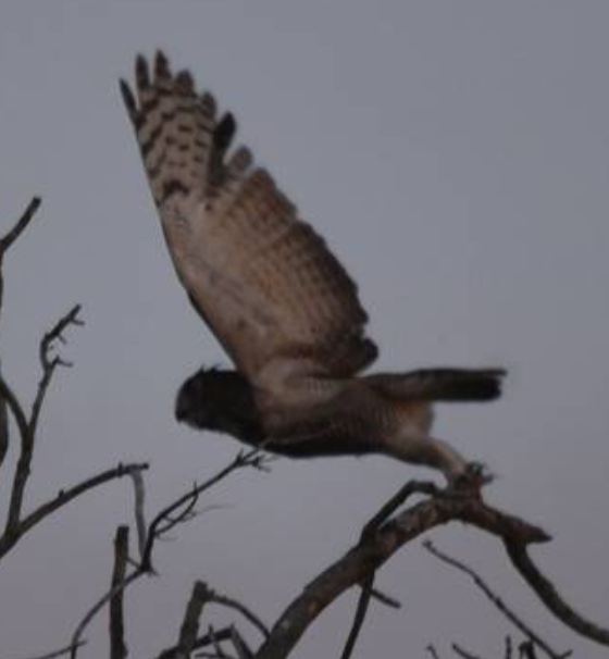 Tiger of the Treetops