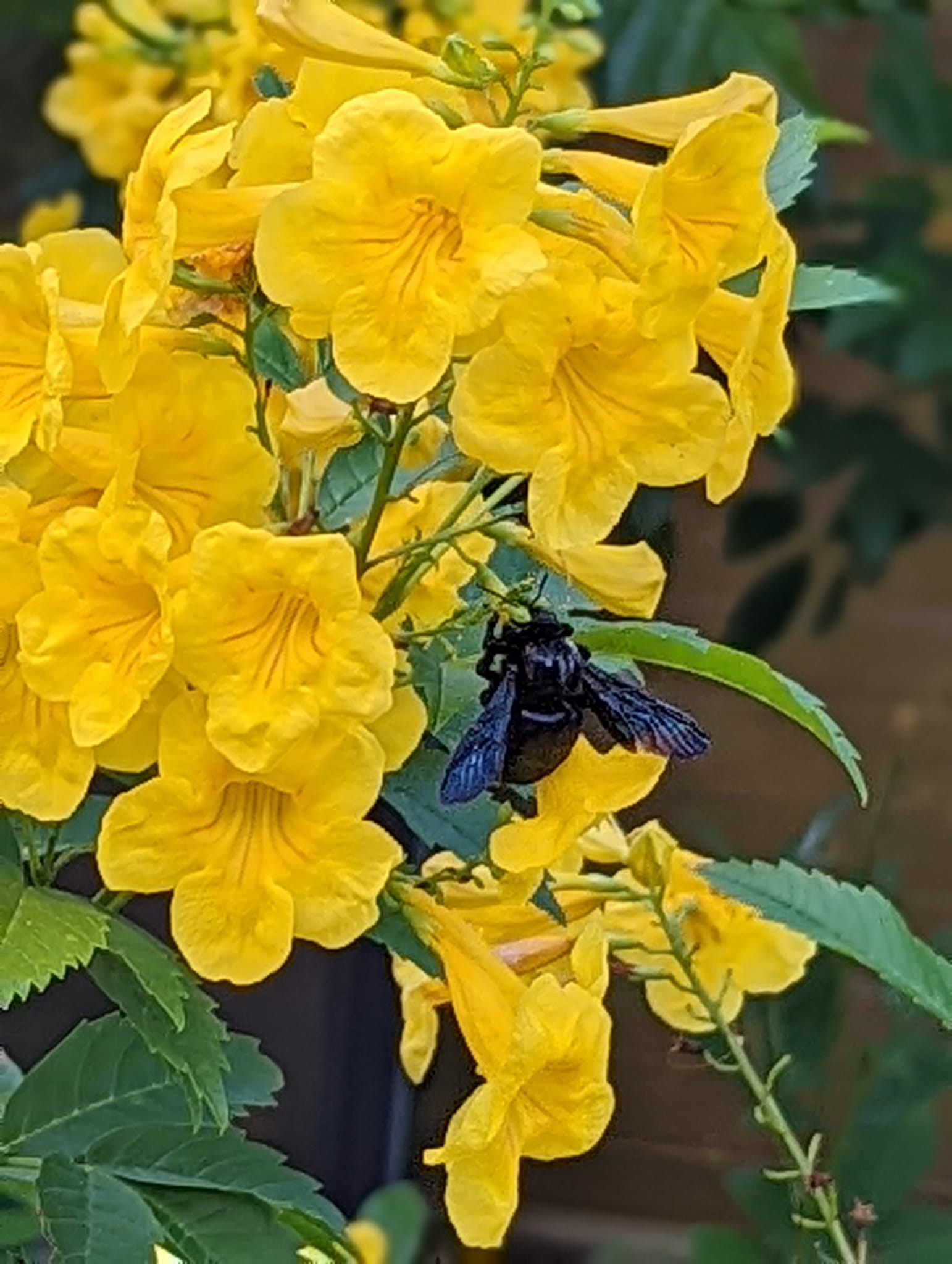 Large Carpenter Bees