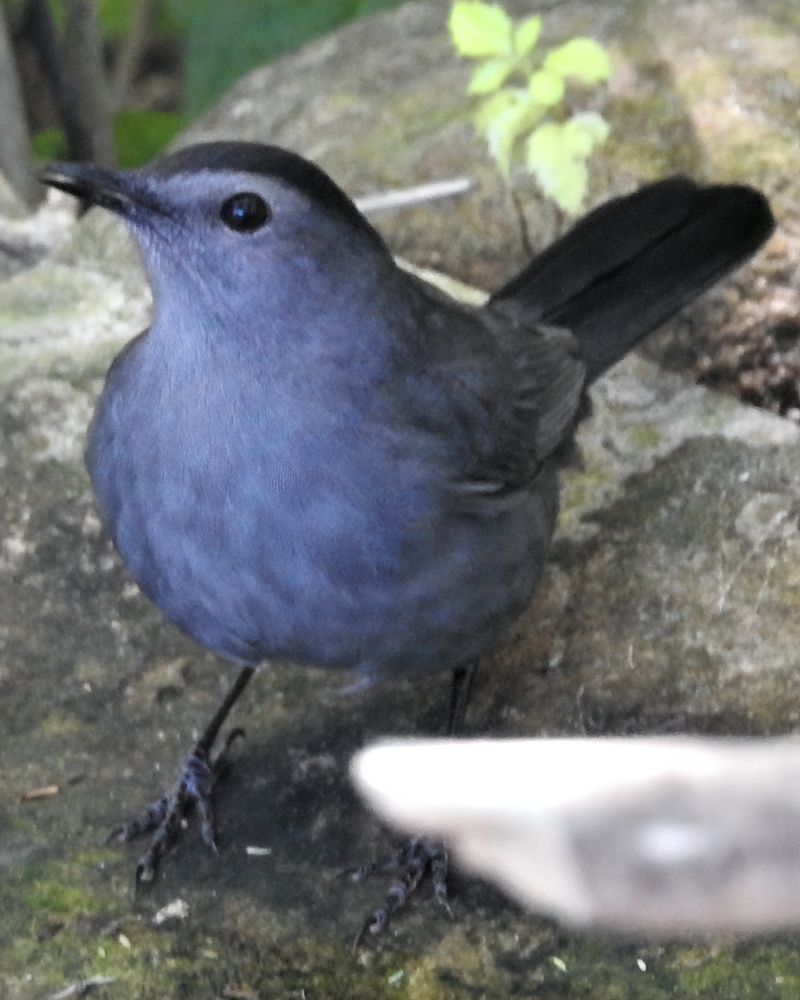 The Handsome, Articulate Gray Catbird