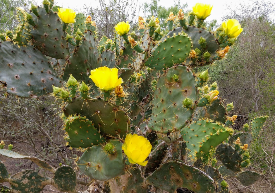 Coahuilteca Foraging