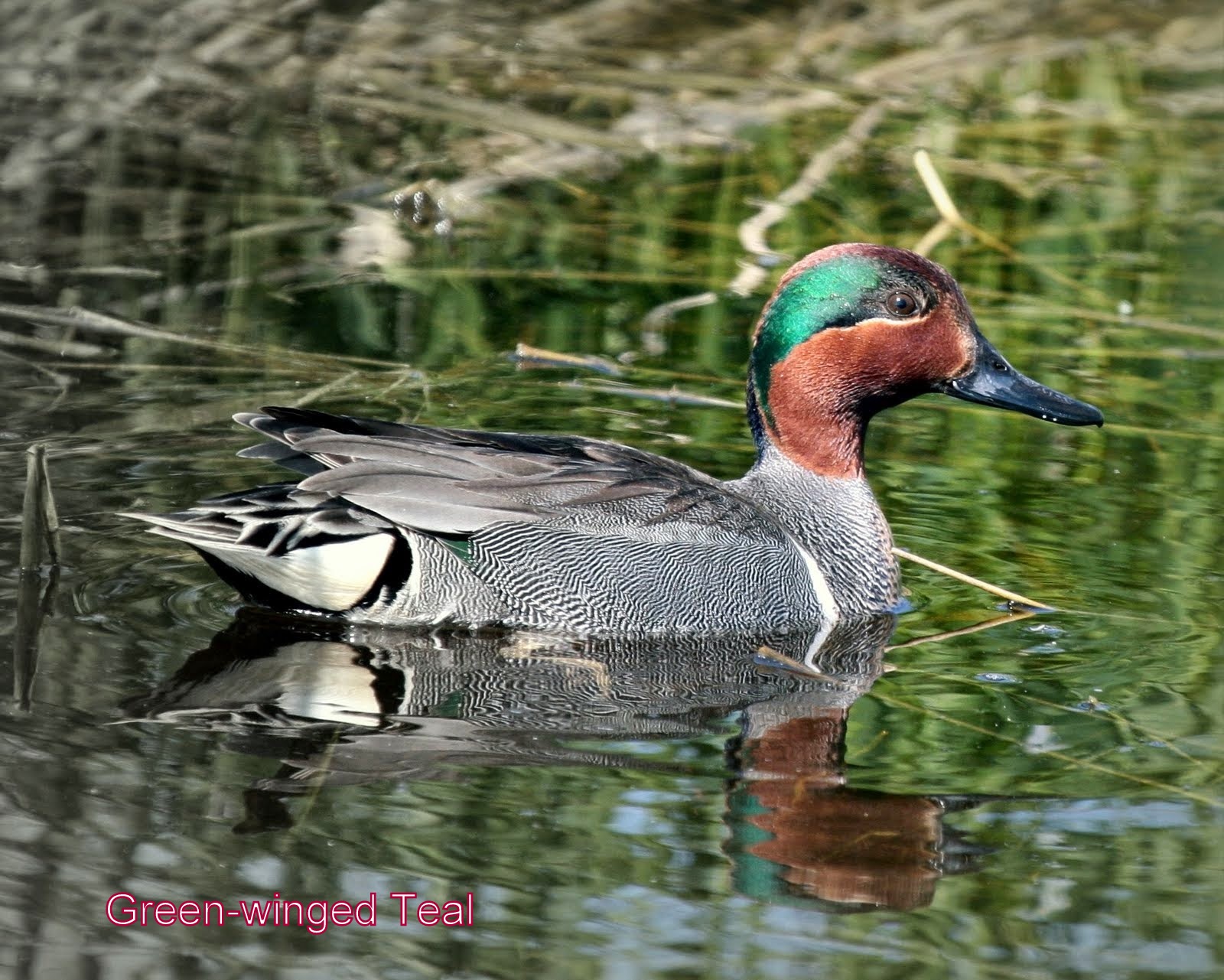 Winter Ducks