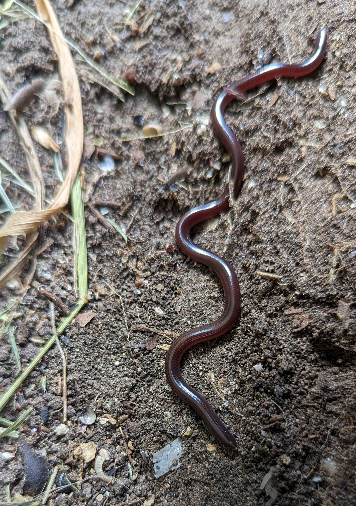 The Brahminy Blind Snake Rio Grande Valley Chapter