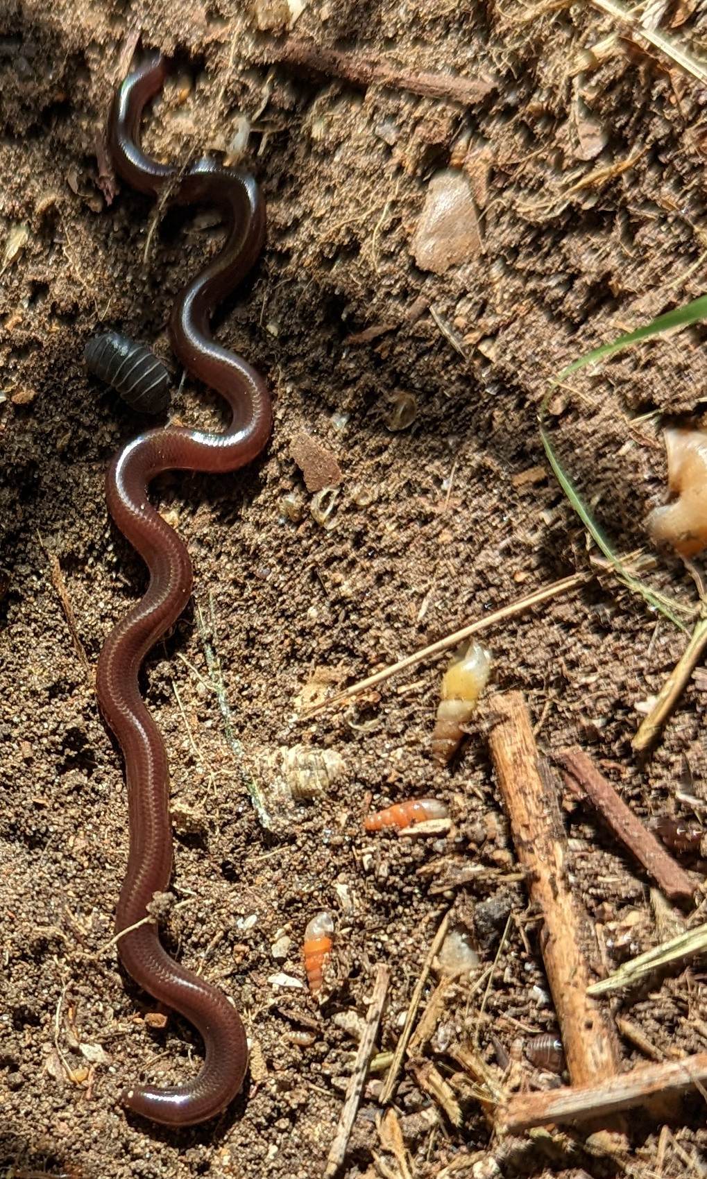 The Brahminy Blind Snake