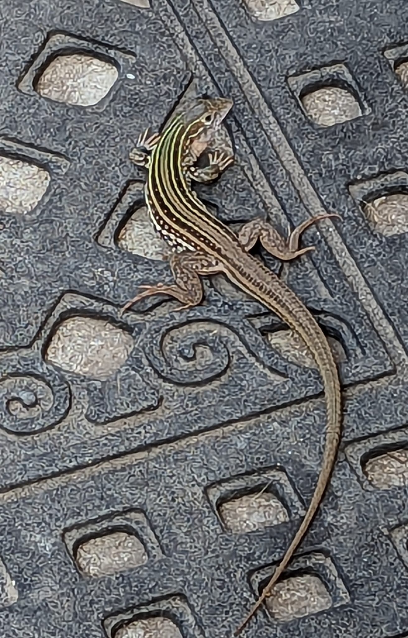 Lizard Watching: the Texas Spotted Whiptail