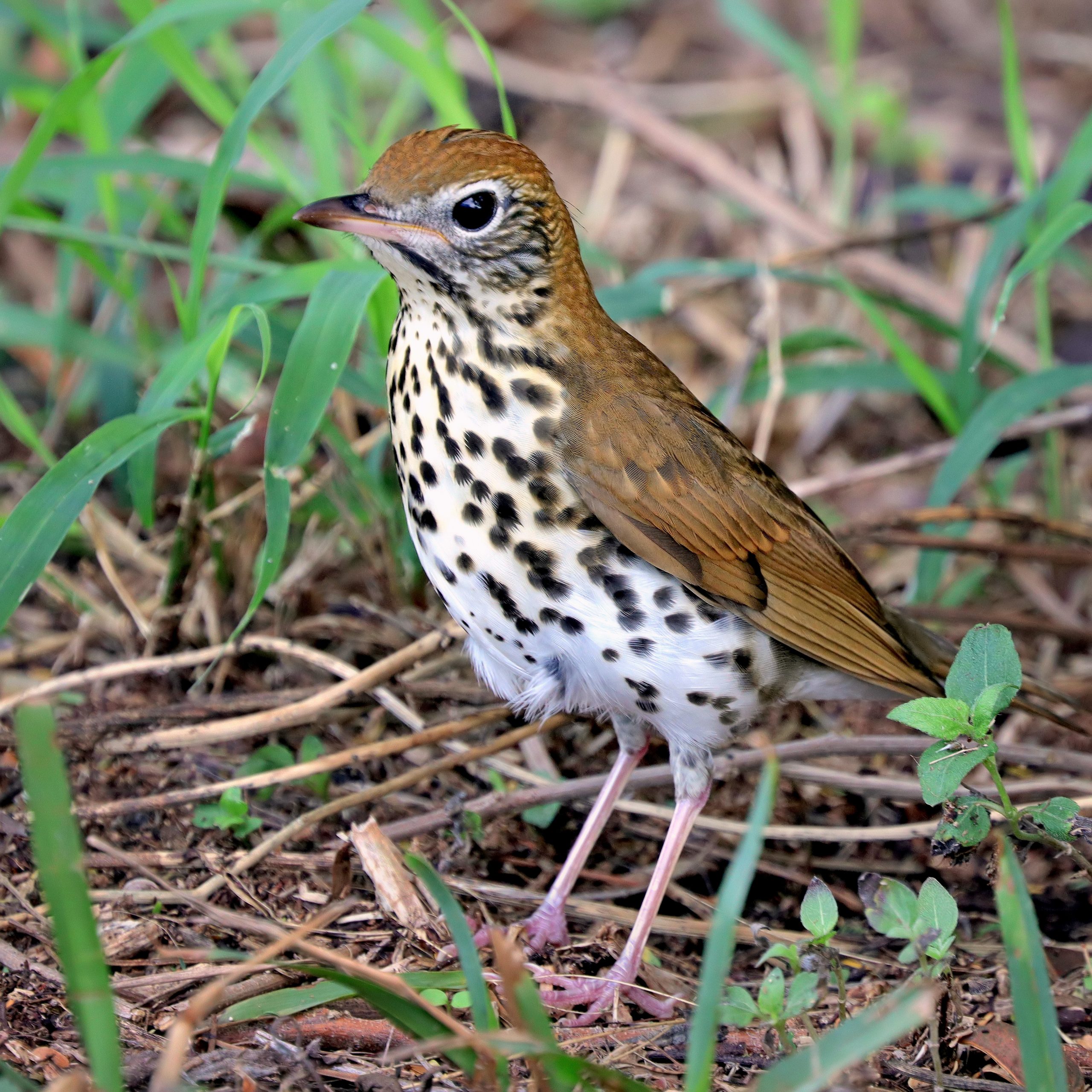 Wood Thrush