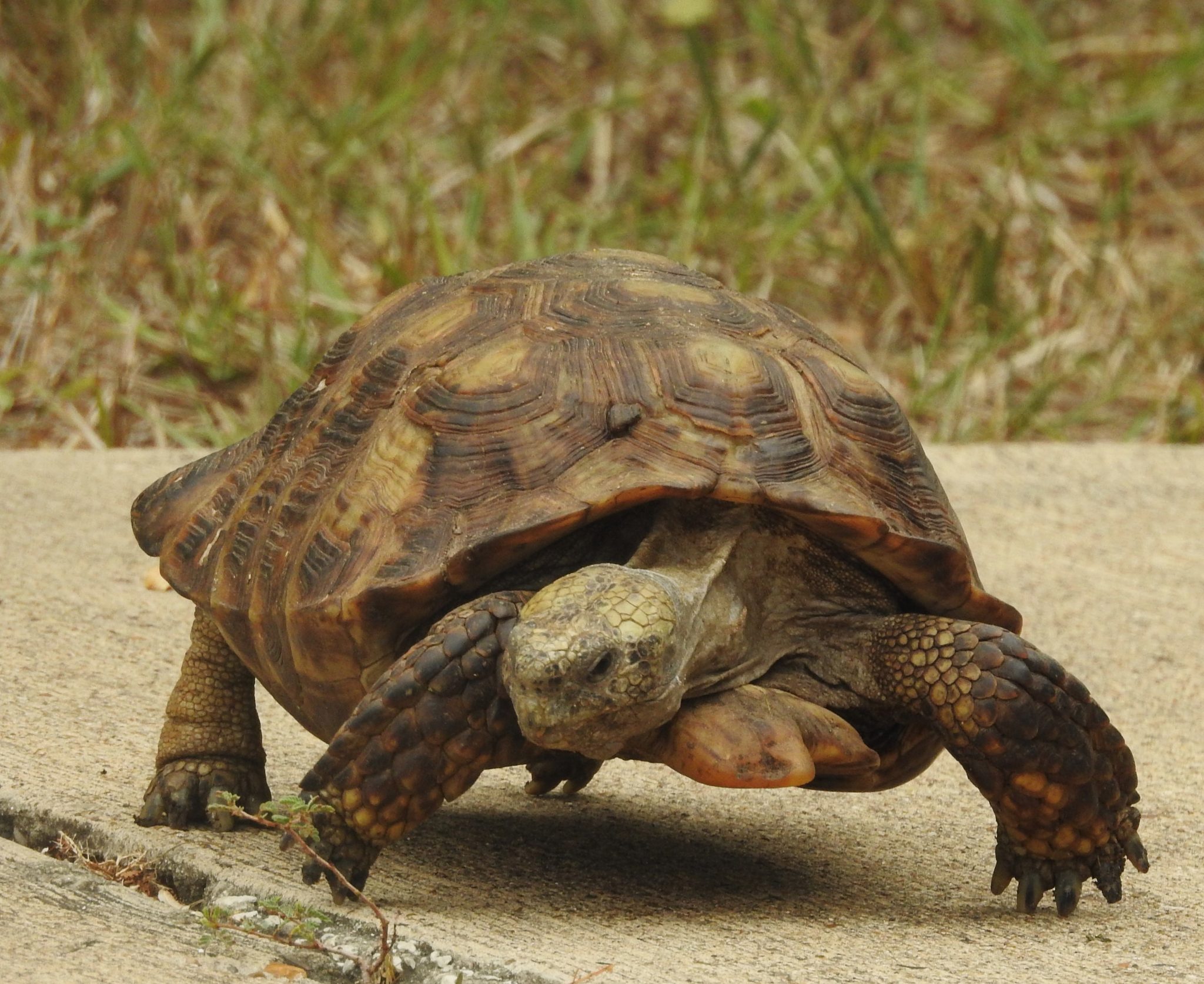 Texas Tortoise – Rio Grande Valley Chapter