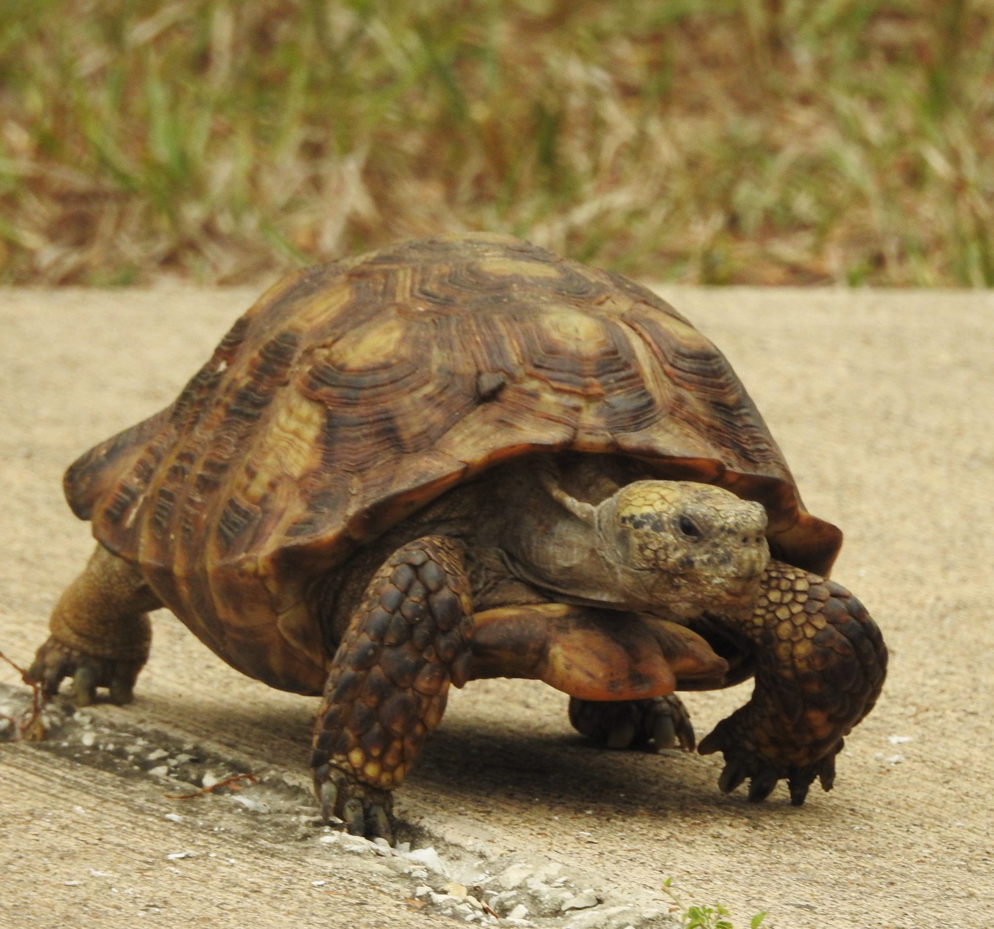 Texas Tortoise – Rio Grande Valley Chapter