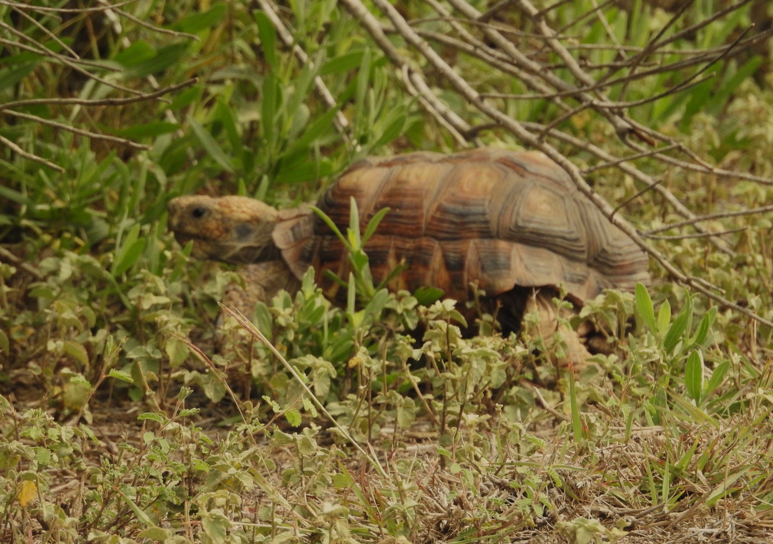 Texas Tortoise