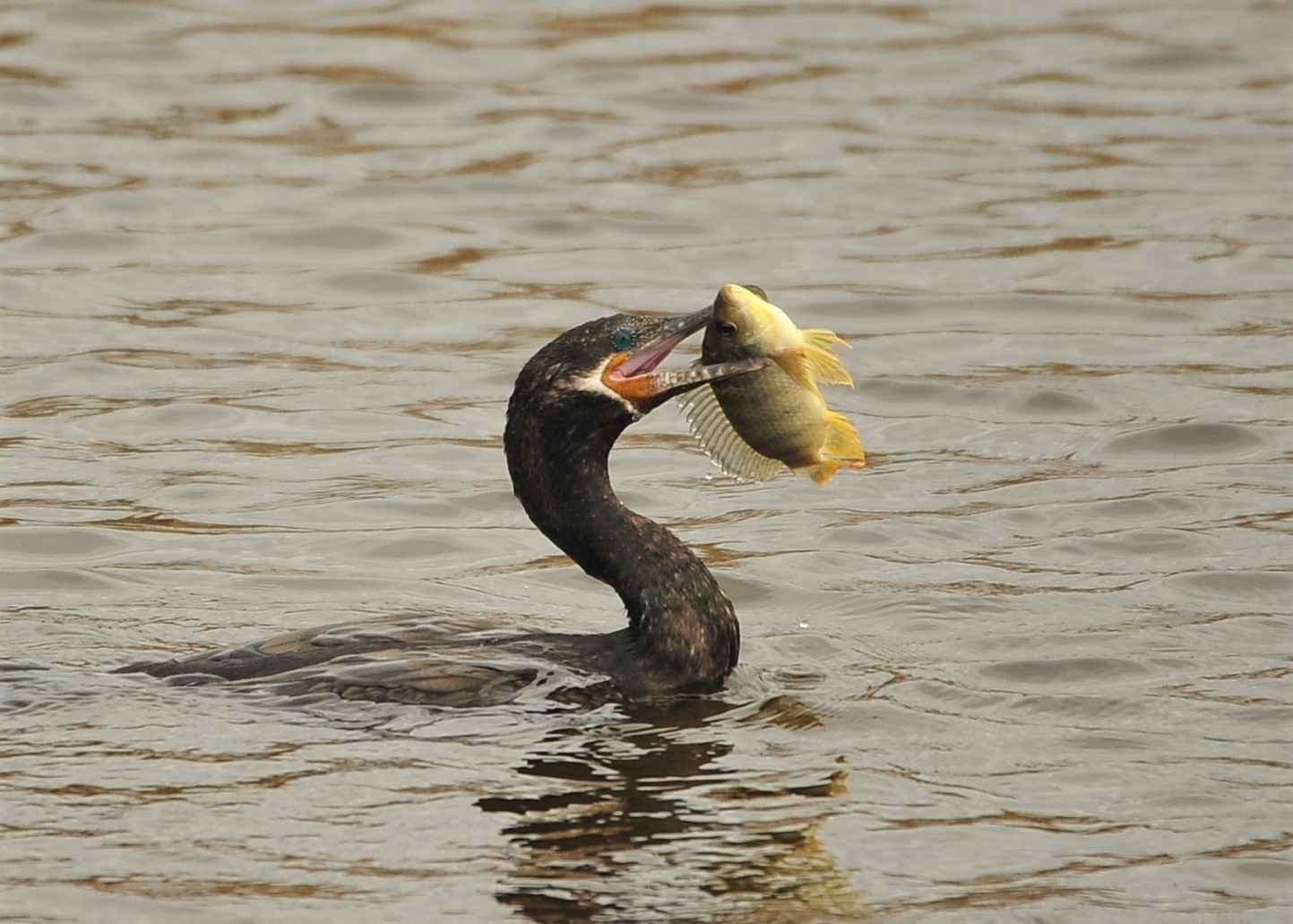 Neotropic Cormorant