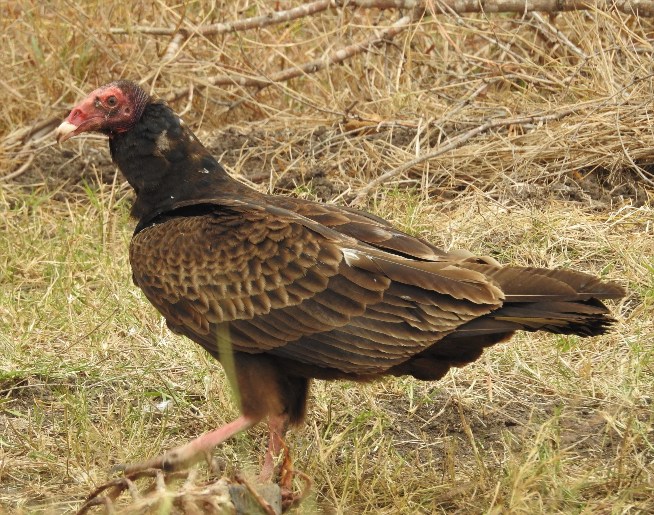 Turkey Vultures – Nature’s Sanitation Crew