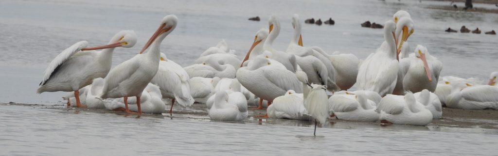 a group of American White Pelicans