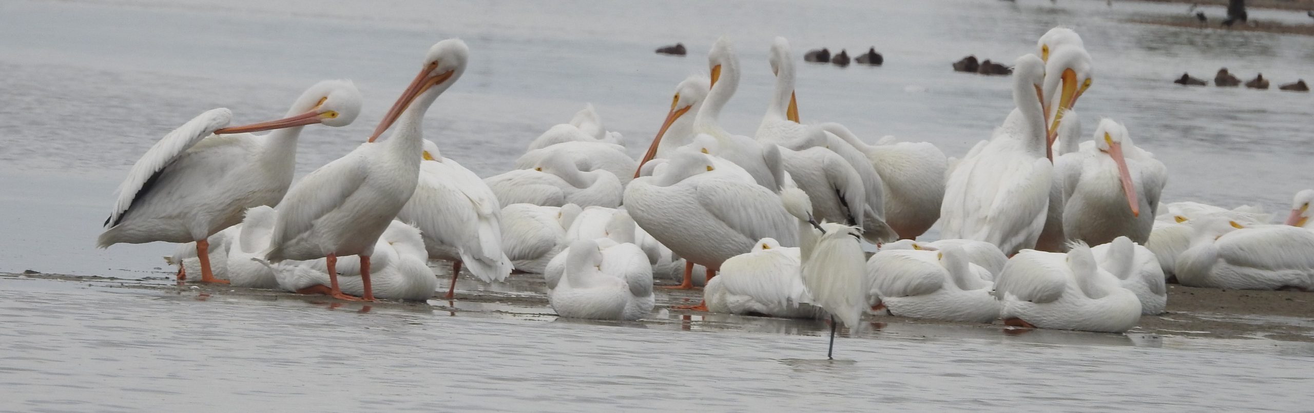 The American White Pelican – A Treasured Visitor