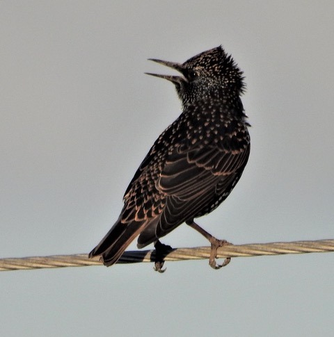 The European Starling: A Survivor