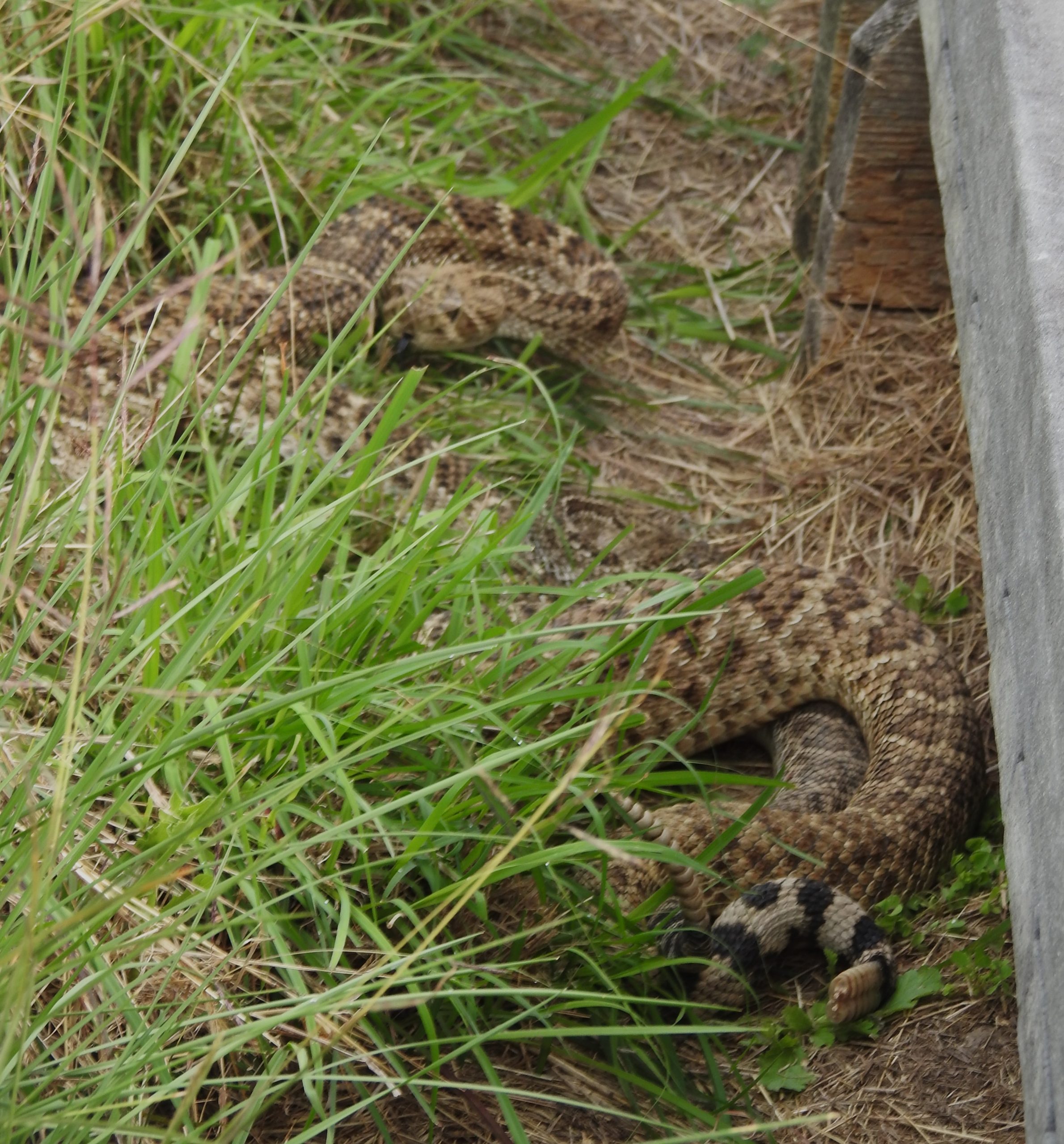 Western Diamondback Rattlesnakes in the RGV