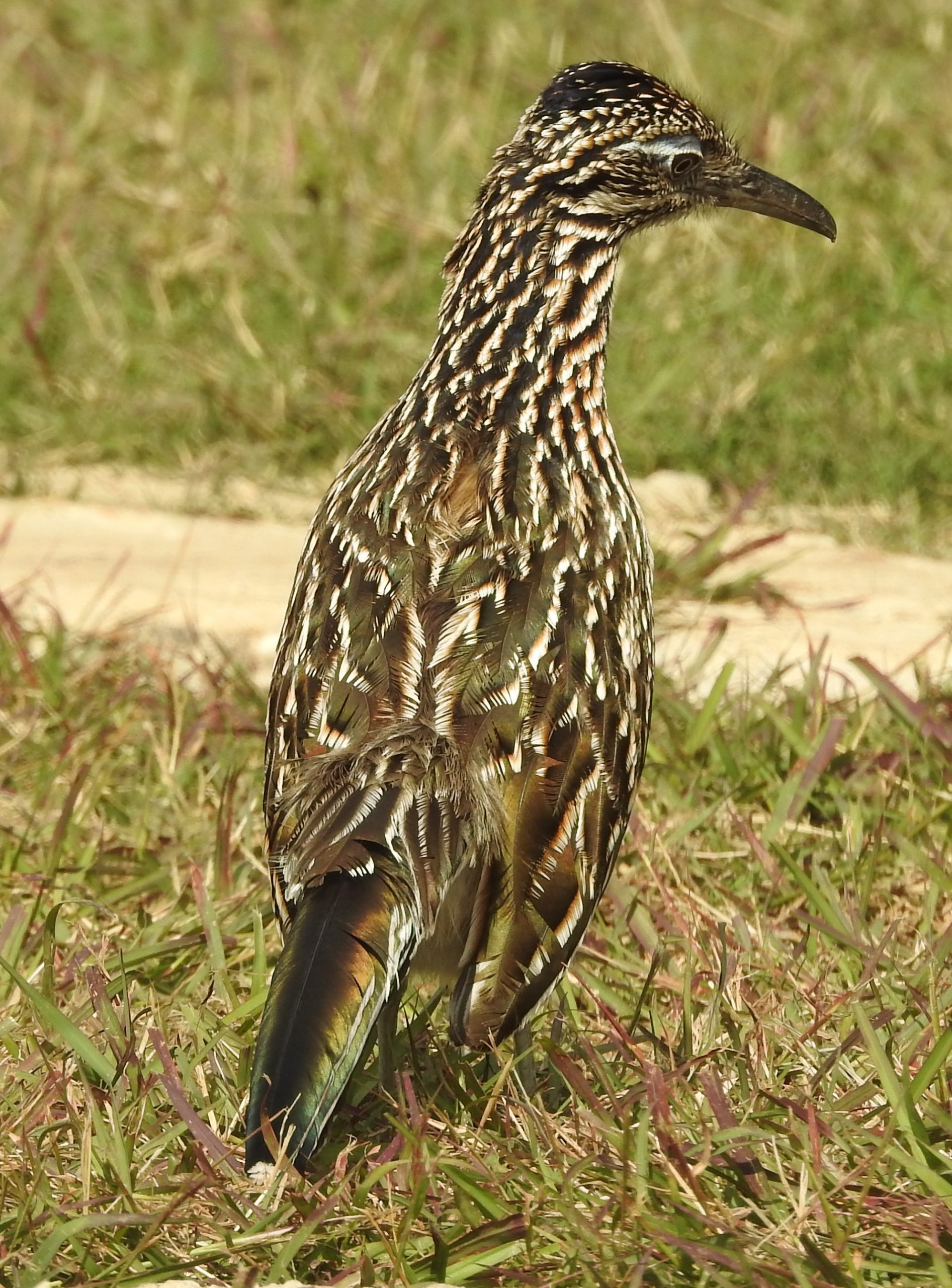 The Greater Roadrunner