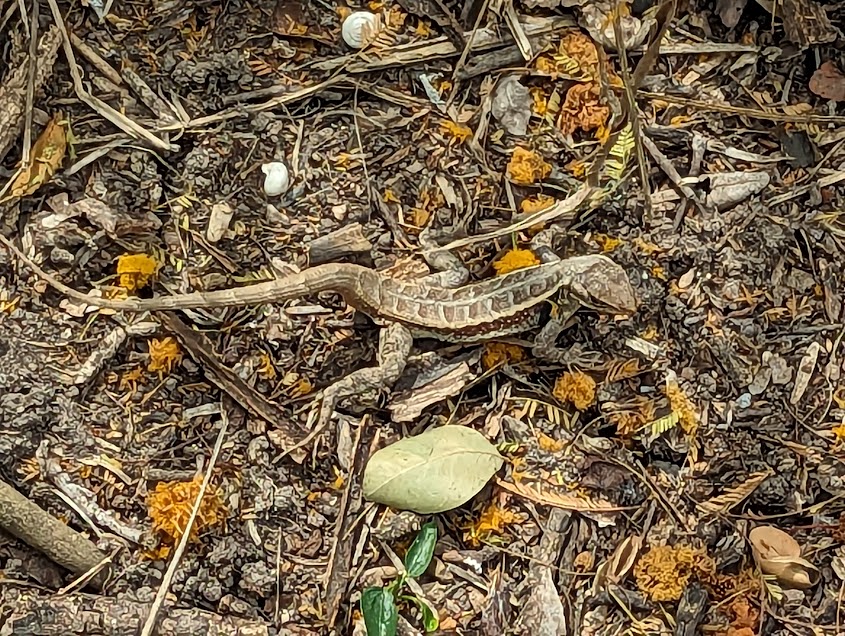 Texas Spiny Lizard