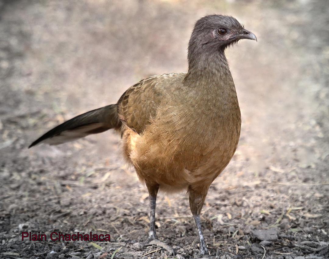 The Plain Chachalaca