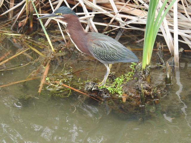The Green Heron, an Ingenious Bird