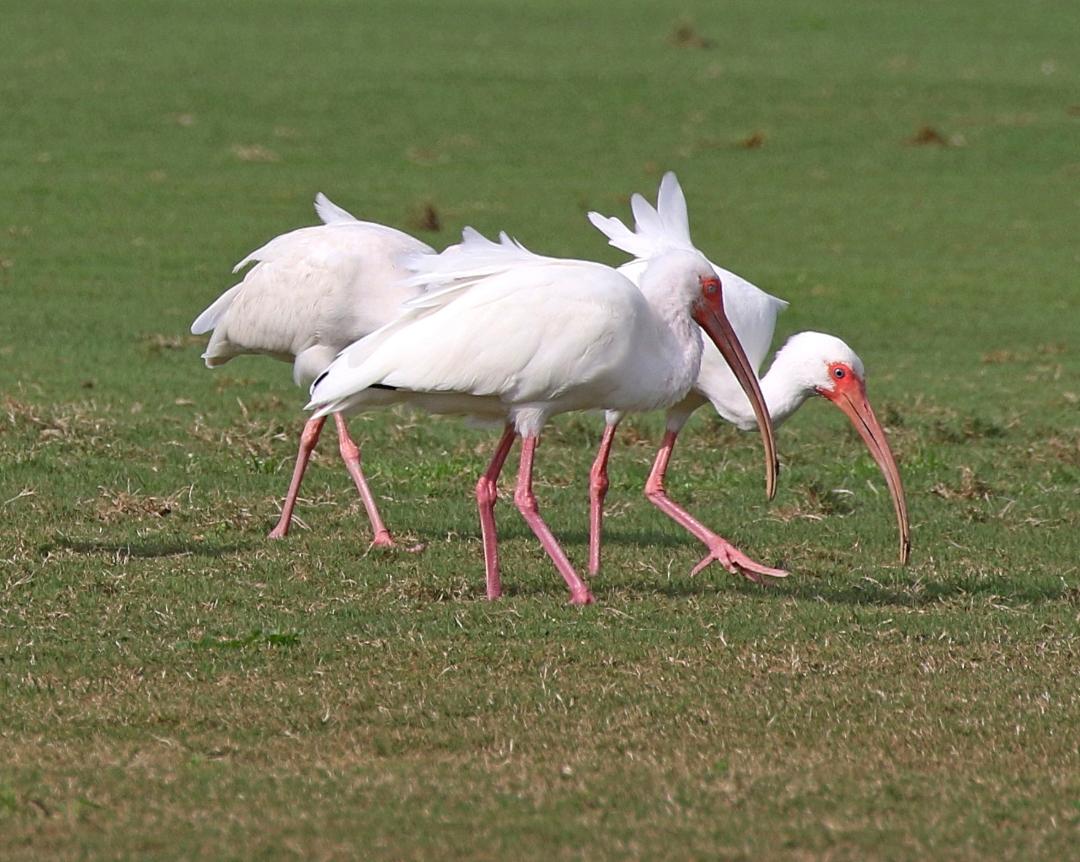 American White Ibis