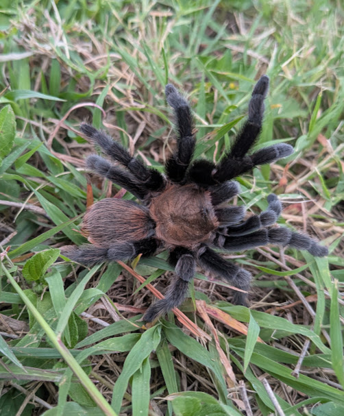 Texas Tan Tarantula